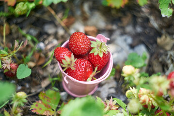 Berry season.bright pink bucket with berries of strawberries on the green grass. Shot on helios.