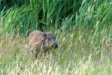 Wildschwein Frischling am Schilfgürtel bei Zingst an der Ostsee.