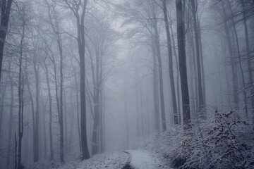 Dark forest shrouded in a desolate grey mist awakens to life in the morning on a rainy day. The eerie atmosphere of the forest. Beskydy mountains. Winter season