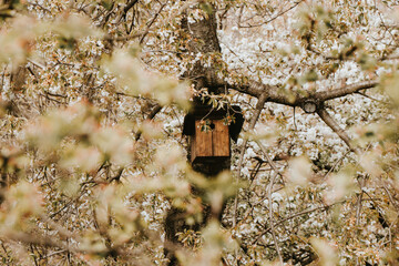 Birdhouse hidden in a flowering cherry tree ready to house a young bird pair. A romantic place in the treetops