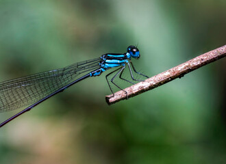 Pseudagrion microcephalum