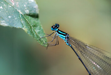 Pseudagrion microcephalum