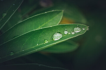 Morning nature in sunlight and dew