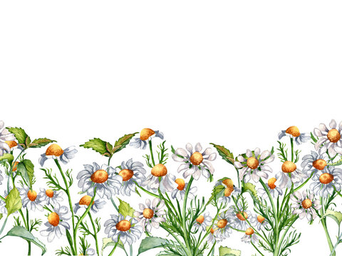 Seamless border of medicinal plants chamomile watercolor illustration isolated on white background. Daisy yellow flower, useful herb camomile, nettle hand drawn. Design for label, package, postcard