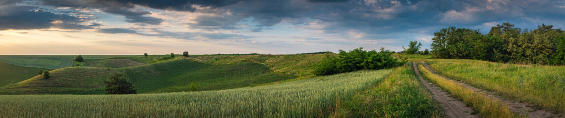 Summer evening landscape