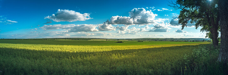 Summer landscape