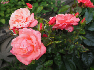 Close-up of beautiful pink rose flowers and Deadheads