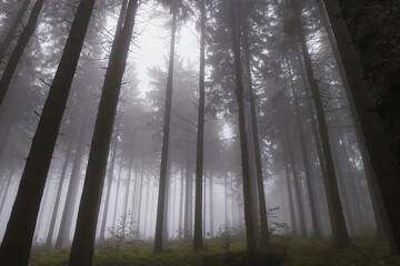 Dark forest shrouded in a desolate grey mist awakens to life in the morning on a rainy day. The eerie atmosphere of the forest. Beskydy mountains