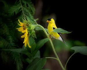 goldfinch on sunflower