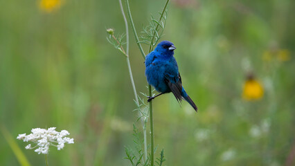 indigo bunting song bird