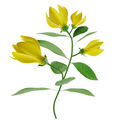 ylang ylang flower or floral. 3d illustration and element No AI
