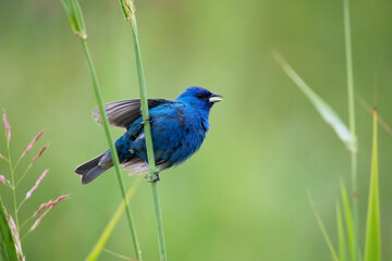 indigo bunting song bird