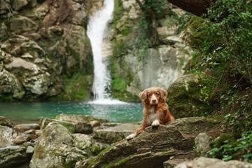 dog at the waterfall. Shiba inu in nature. Travel and hiking with an active pet