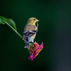goldfinch eating seed on zinnia