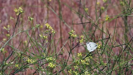 White Cabbage Butterfly on Mustard flower flies away on windy day