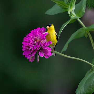 goldfinch on zinnia