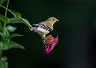 goldfinch on zinnia