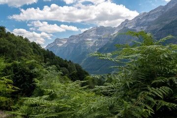 Pineta en verde