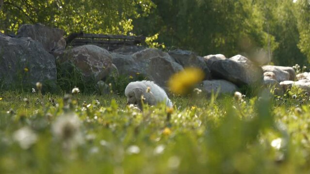 Adorable cute puppy golden retriver dog in meadow garden park, golden hour