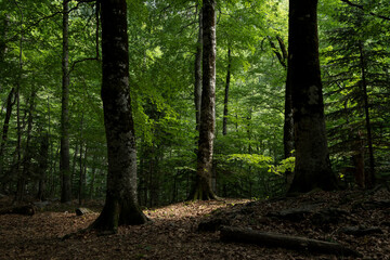 Fototapety na wymiar - Fototapeta24.pl