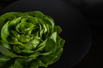 close up shot of fresh green salad  against dark background