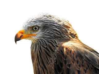 Vogelwelt Freigestellt