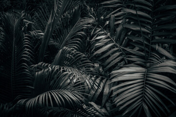 Natural tropical leaves in dark. Monochromatic black and white background texture with copy space