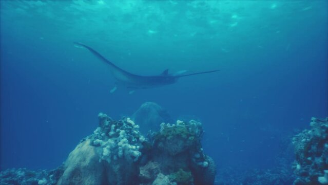 magnificent manta ray gracefully swims above a stunning underwater landscape of coral and marine creatures