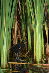 Ugly baby Common Gallinule Moorhen or swamp chicken in marsh