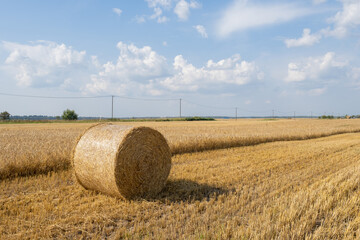 Fototapeta premium Agricultural landscape. Hay bales roll. Haycock on autumn field. Agricultural land. Harvesting dry grass. Agricultural nature. Farm landscape with haystack. Farmland field. Packed mowed hay