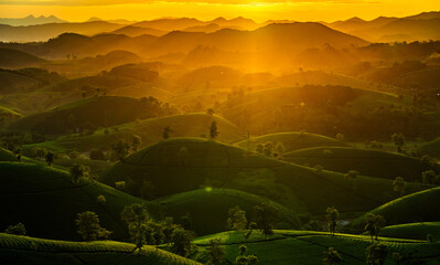 Aerial view of beatiful sunset at Long Coc tea hill, Phu Tho province, Vietnam