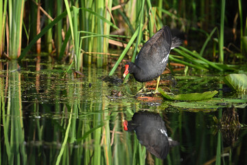 Adult Common Gallinule  Moorhen or swamp chicken in marsh