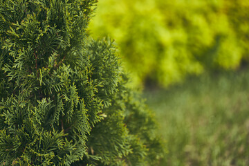 Young twigs of thuja are closing. Fresh green leaves, thuja branches on a blurry background. Young twigs of an evergreen plant. High quality photo