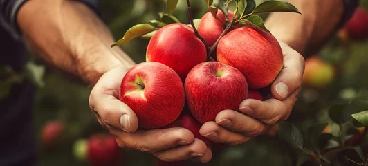 Fotobehang Agriculture fruits, apple harvest background - Close up of hands of farmer carrying ripe apples (Generative Ai) © Corri Seizinger