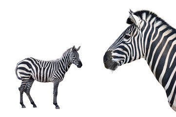 Fototapeta na wymiar two beautiful zebra isolated on white background