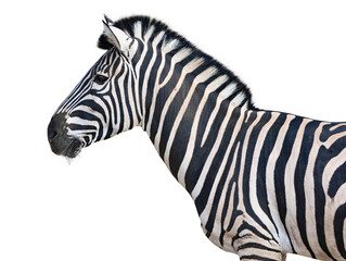 Fototapeta na wymiar beautiful and clean zebra standing in profile isolated on white background