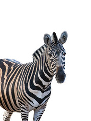 Fototapeta na wymiar portrait of beautiful zebra isolated on white background