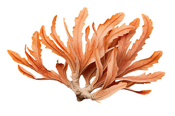  coral, on transparent background (PNG). Generative AI.