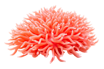 Thorny Coral, Thin Finger, , Table Coral beccc_.Table Coral, on transparent background (PNG). Generative AI.