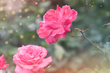 色とりどりのバラをゆったりと観賞する休日