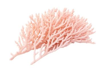 Thorny Coral, Thin Finger, , Table Coral beccc_.Table Coral, on transparent background (PNG). Generative AI.
