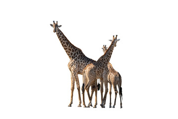 Three South African giraffes isolated in white
