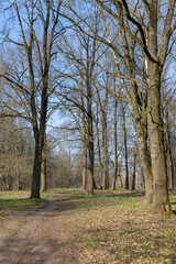 Obraz premium walking path in the park in early spring, sunny weather