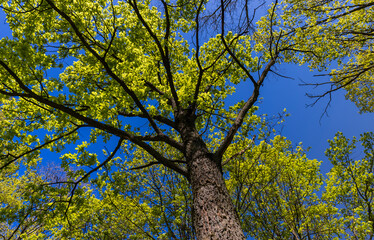 green young foliage of spring maples