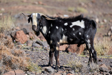 Weiß gefleckter schwarzer Ziegenbock in Seitenansicht steht in der kargen Landschaft von...