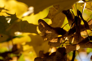 Maple tree during the autumn season