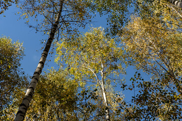 Autumn forest with a large number of birch trees