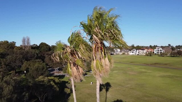 Drone shot travelling past palm tree view Swan River to skyline of Perth, Western Australia