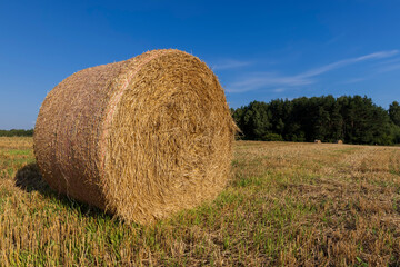 A field with cereals in the summer