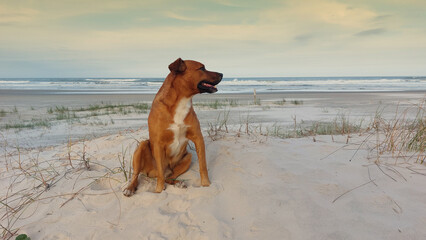 dog on the beach